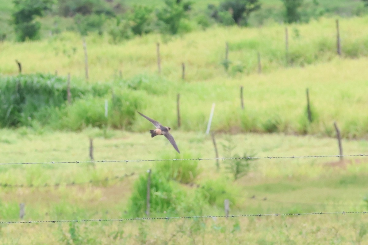 Cave Swallow - ML623406785