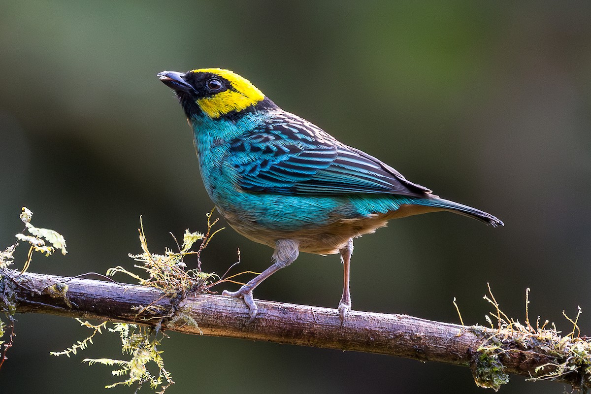 Saffron-crowned Tanager - Bruce Barnhart