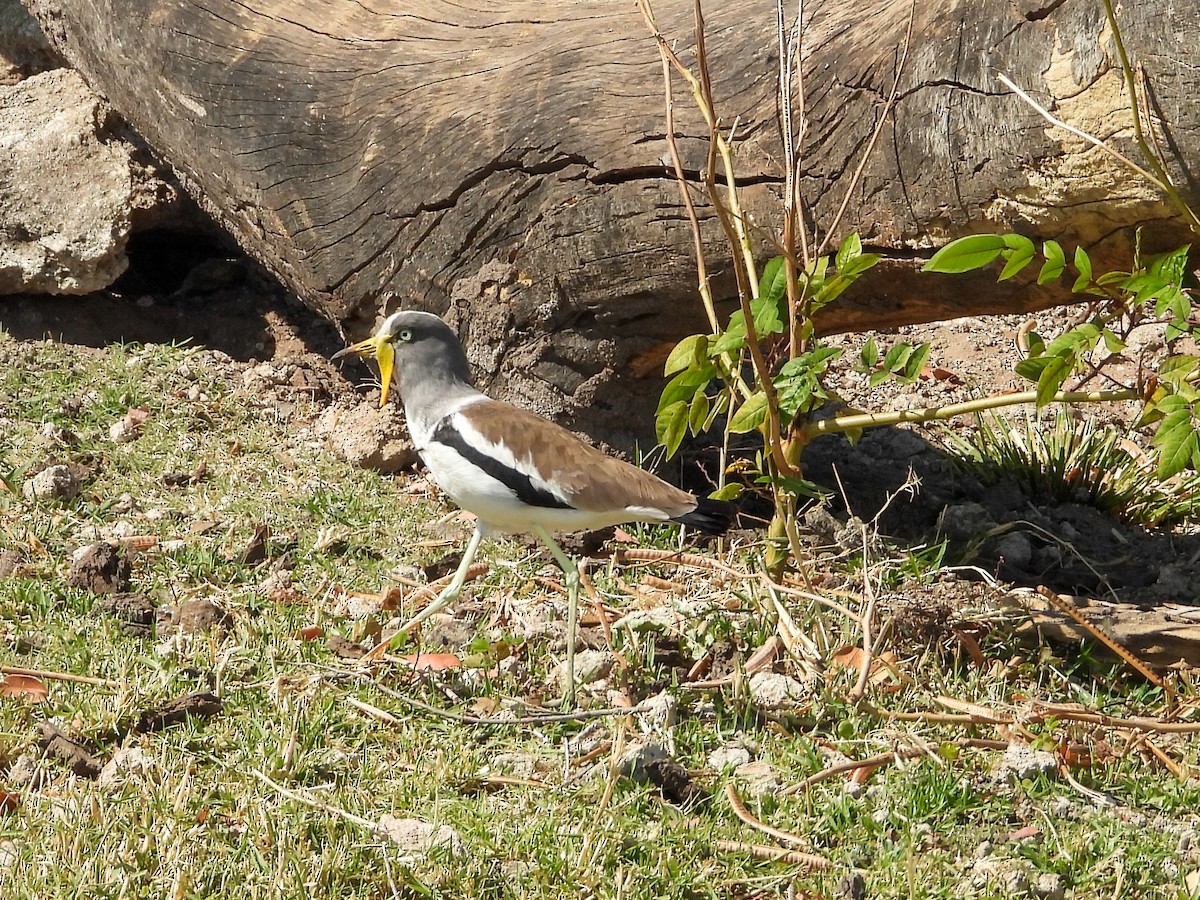 White-crowned Lapwing - ML623406837