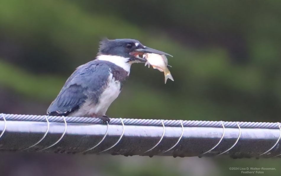 Belted Kingfisher - ML623406857