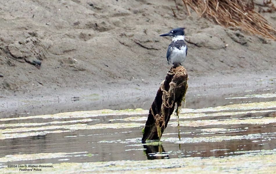 Belted Kingfisher - ML623406858
