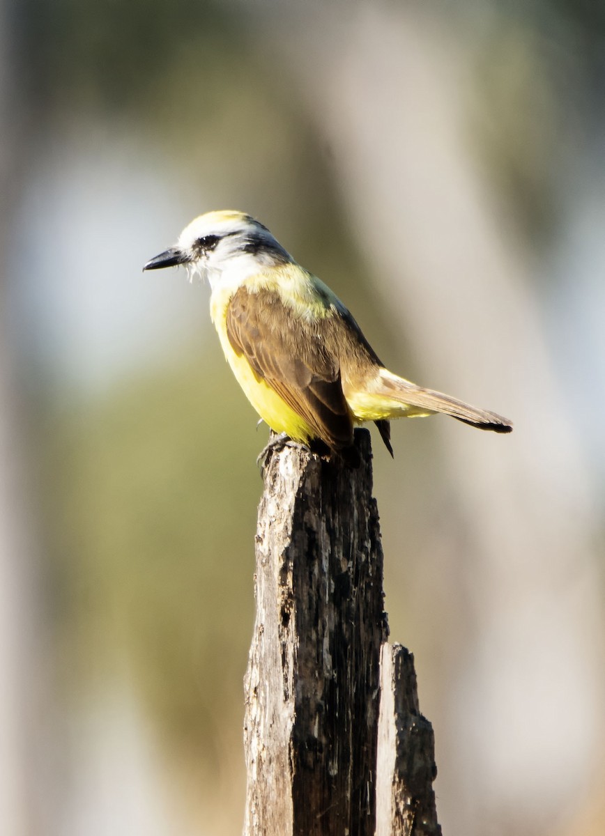 Great Kiskadee - ML623406863