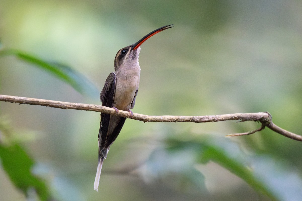 Great-billed Hermit - ML623406976