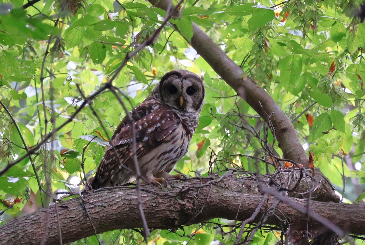 Barred Owl - Tricia Vesely