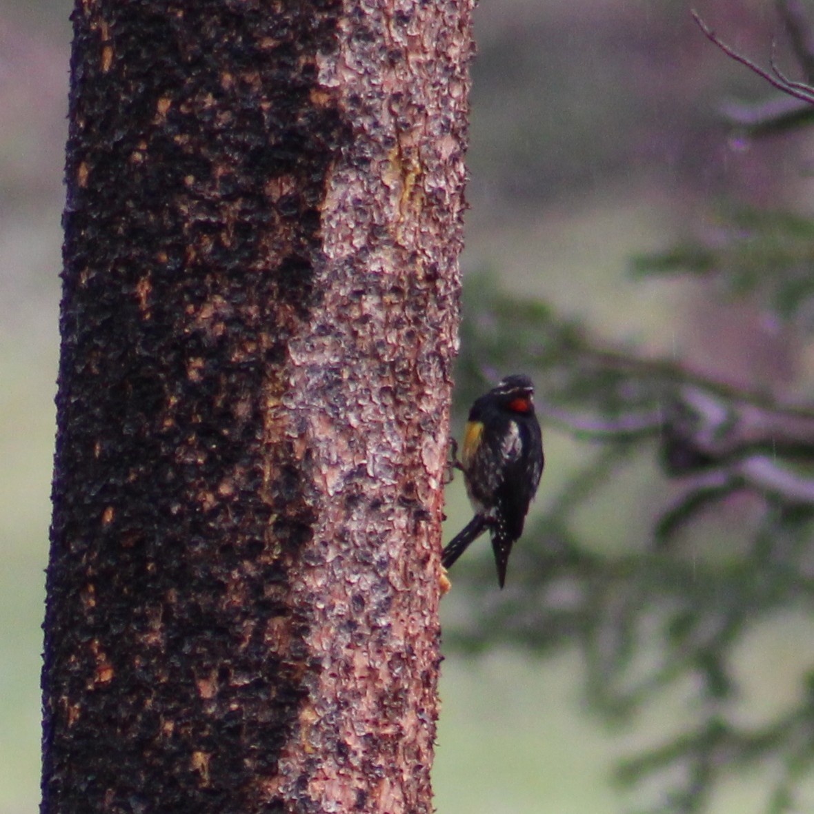 Williamson's Sapsucker - ML623407080