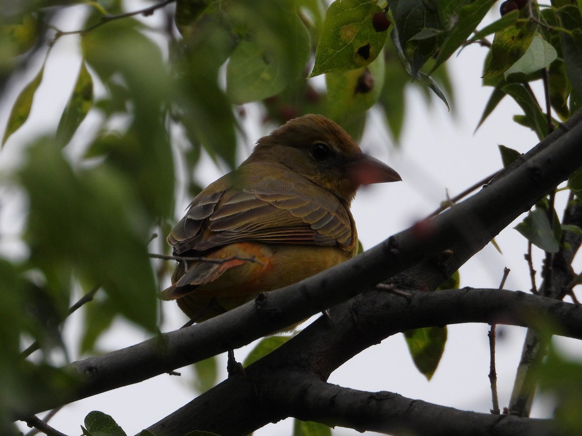 Summer Tanager - Rocío Reybal 🐦