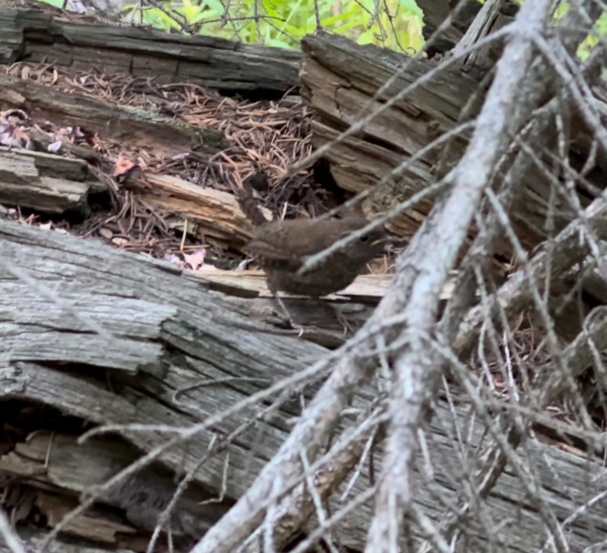 Pacific Wren - ML623407140