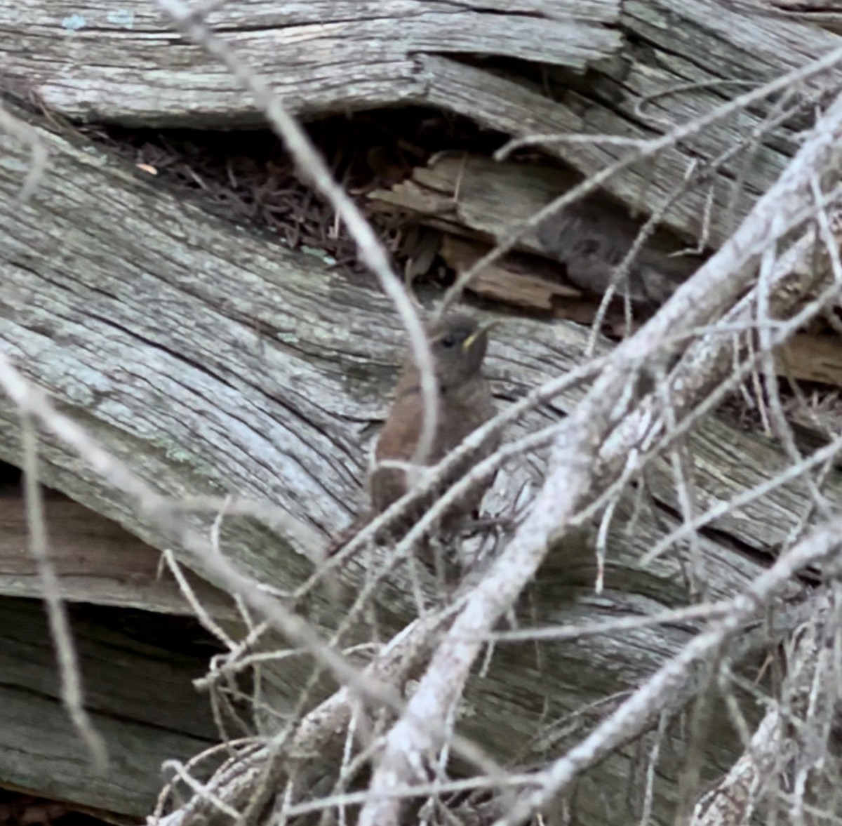 Pacific Wren - ML623407141