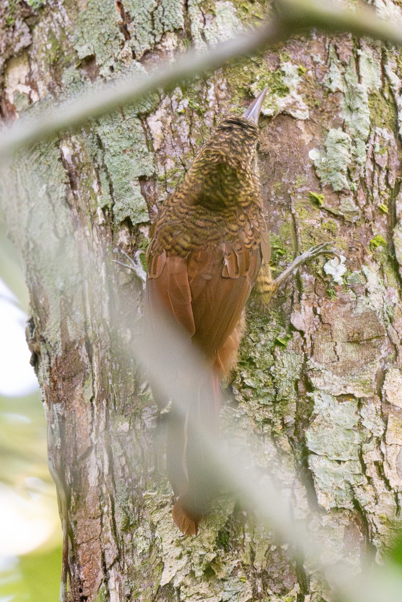 Amazonian Barred-Woodcreeper - ML623407150