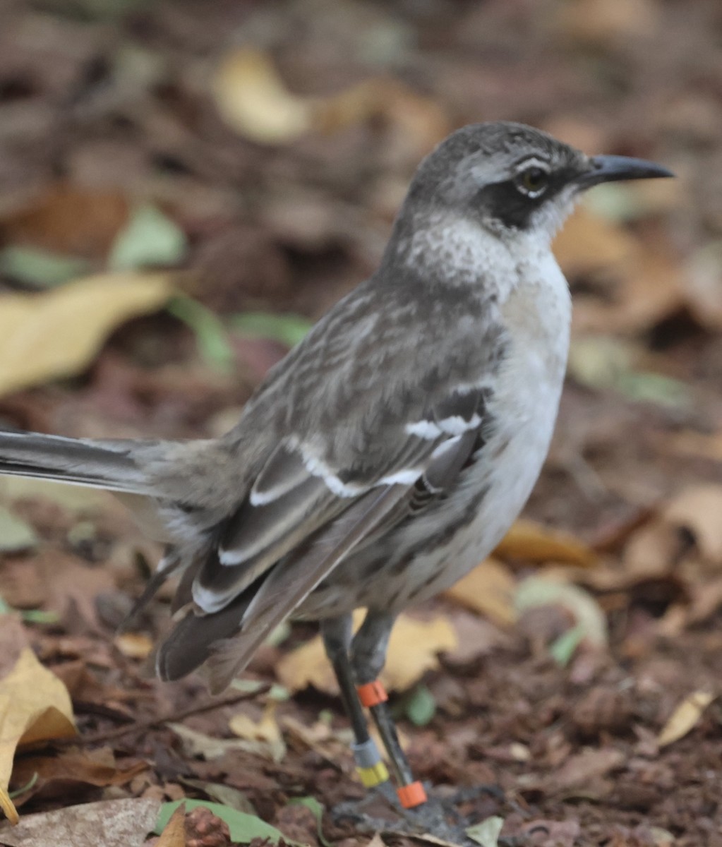 Galapagos Mockingbird - ML623407157