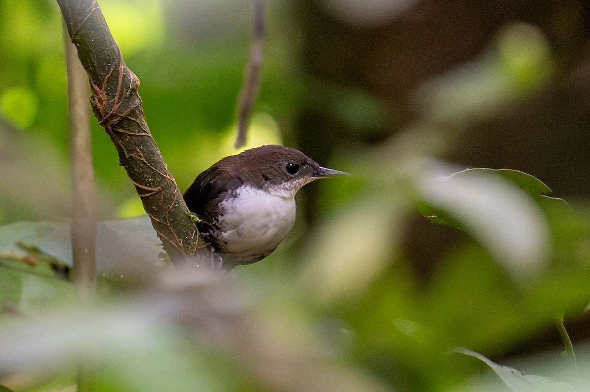 Scaly-breasted Wren - ML623407167