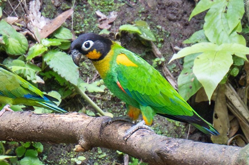 Orange-cheeked Parrot - ML623407220