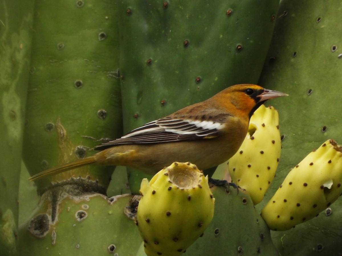 Bullock's Oriole - Rocío Reybal 🐦