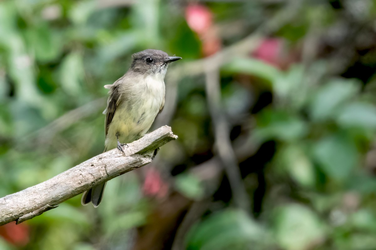 Eastern Phoebe - ML623407283