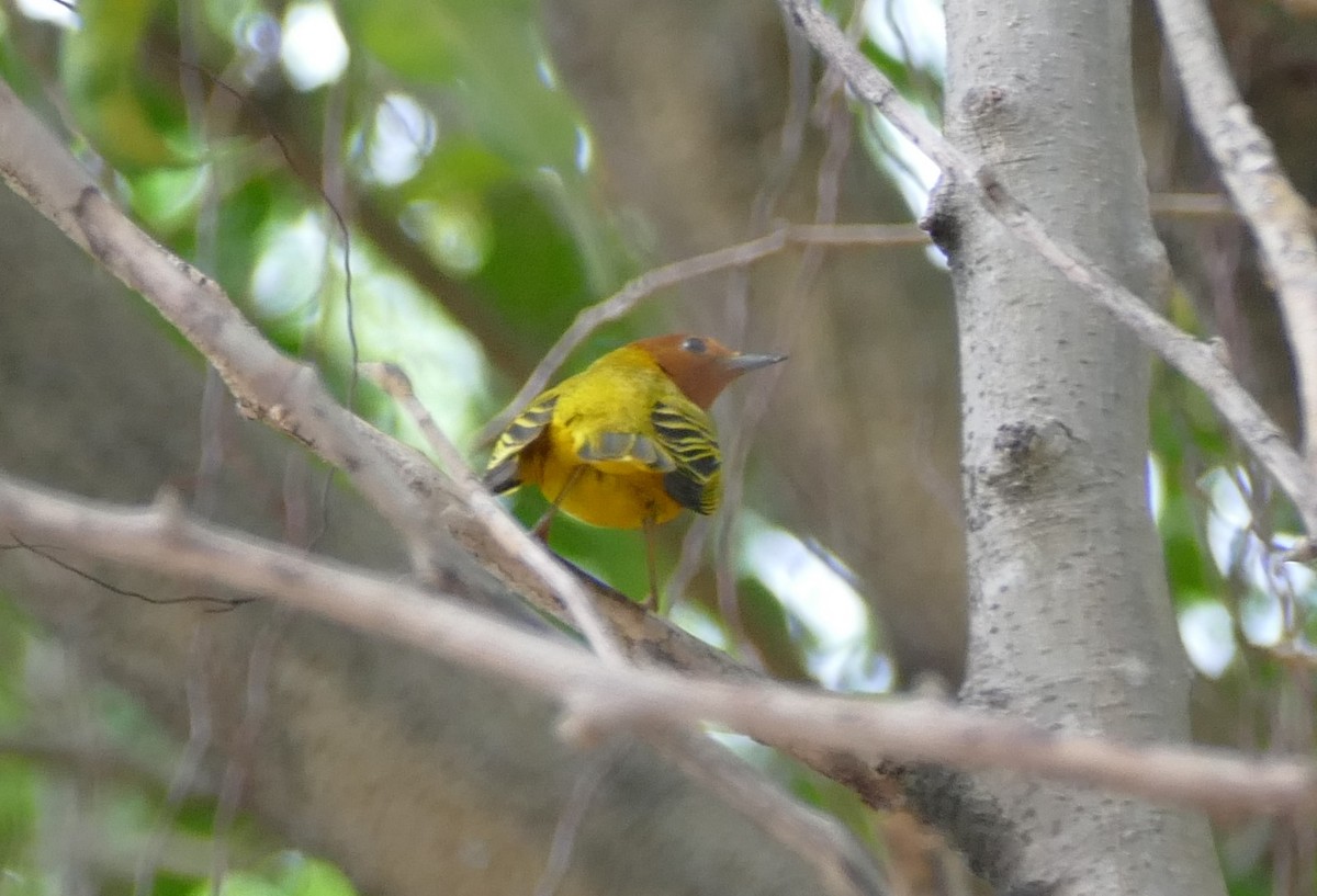 Yellow Warbler (Mangrove) - ML623407285