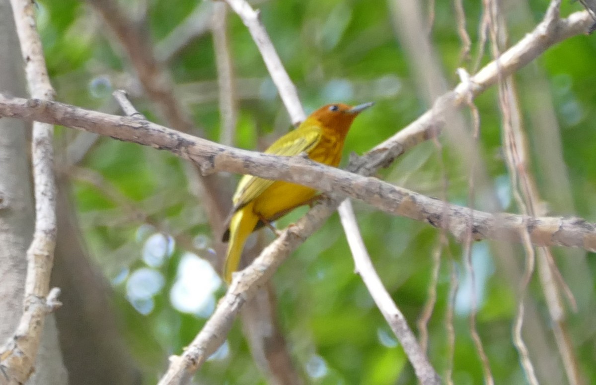 Yellow Warbler (Mangrove) - ML623407293