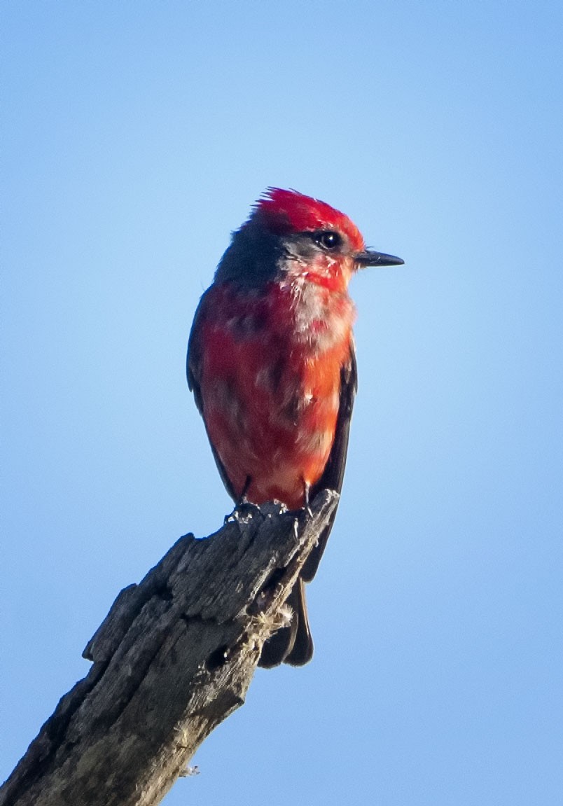 Vermilion Flycatcher - ML623407340