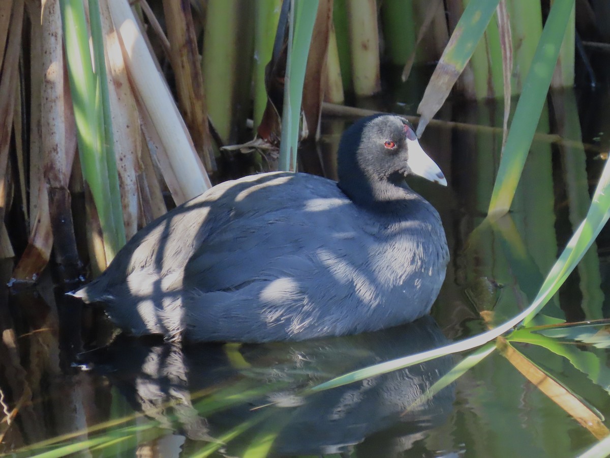 American Coot - ML623407375