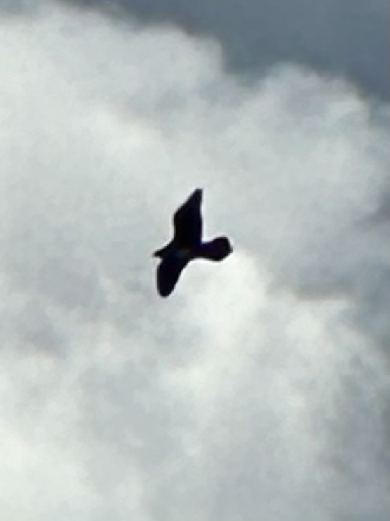 Parasitic Jaeger - ML623407379