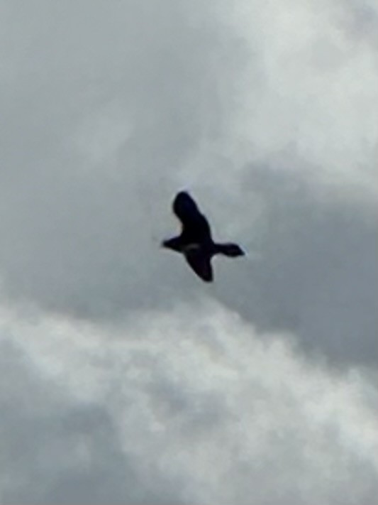 Parasitic Jaeger - ML623407380