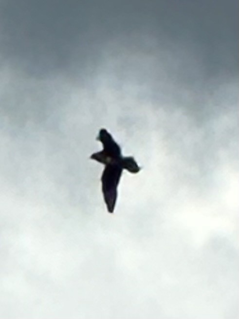 Parasitic Jaeger - ML623407381