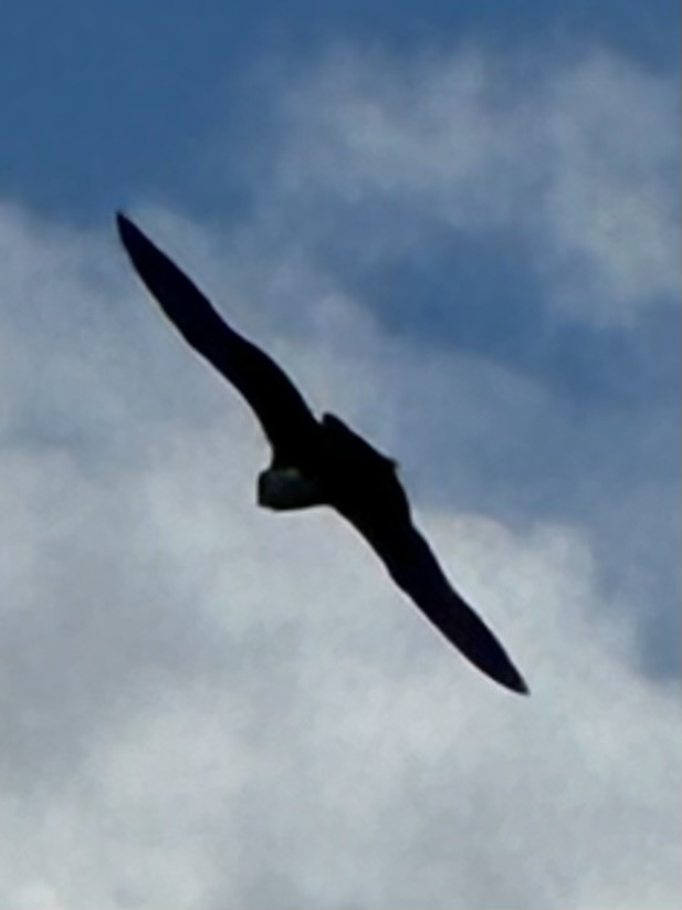 Parasitic Jaeger - ML623407382