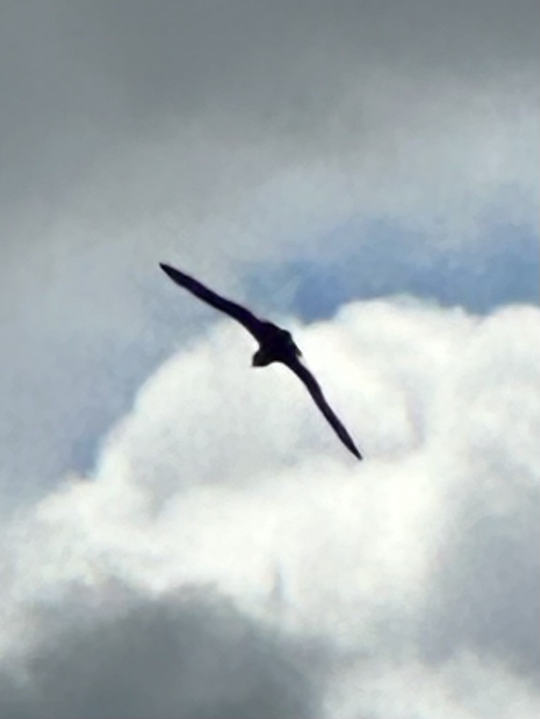 Parasitic Jaeger - ML623407383