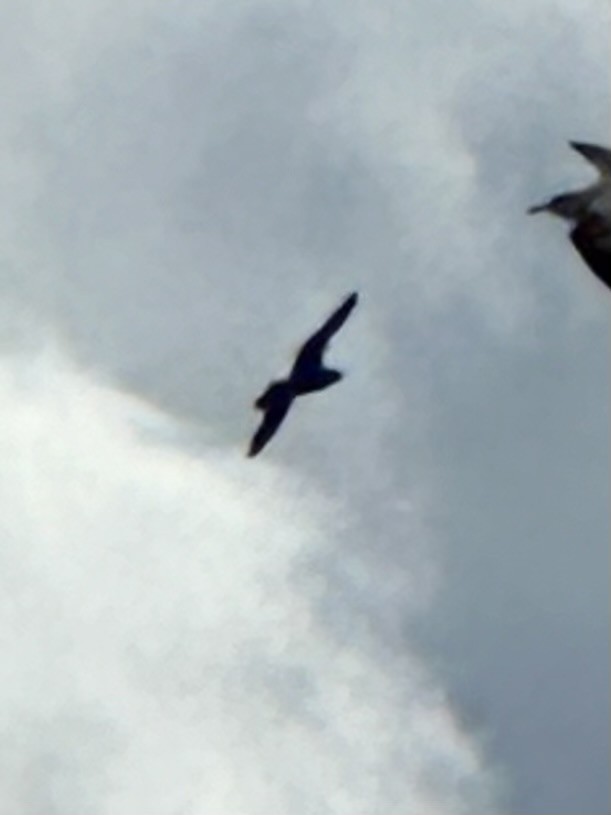 Parasitic Jaeger - ML623407384