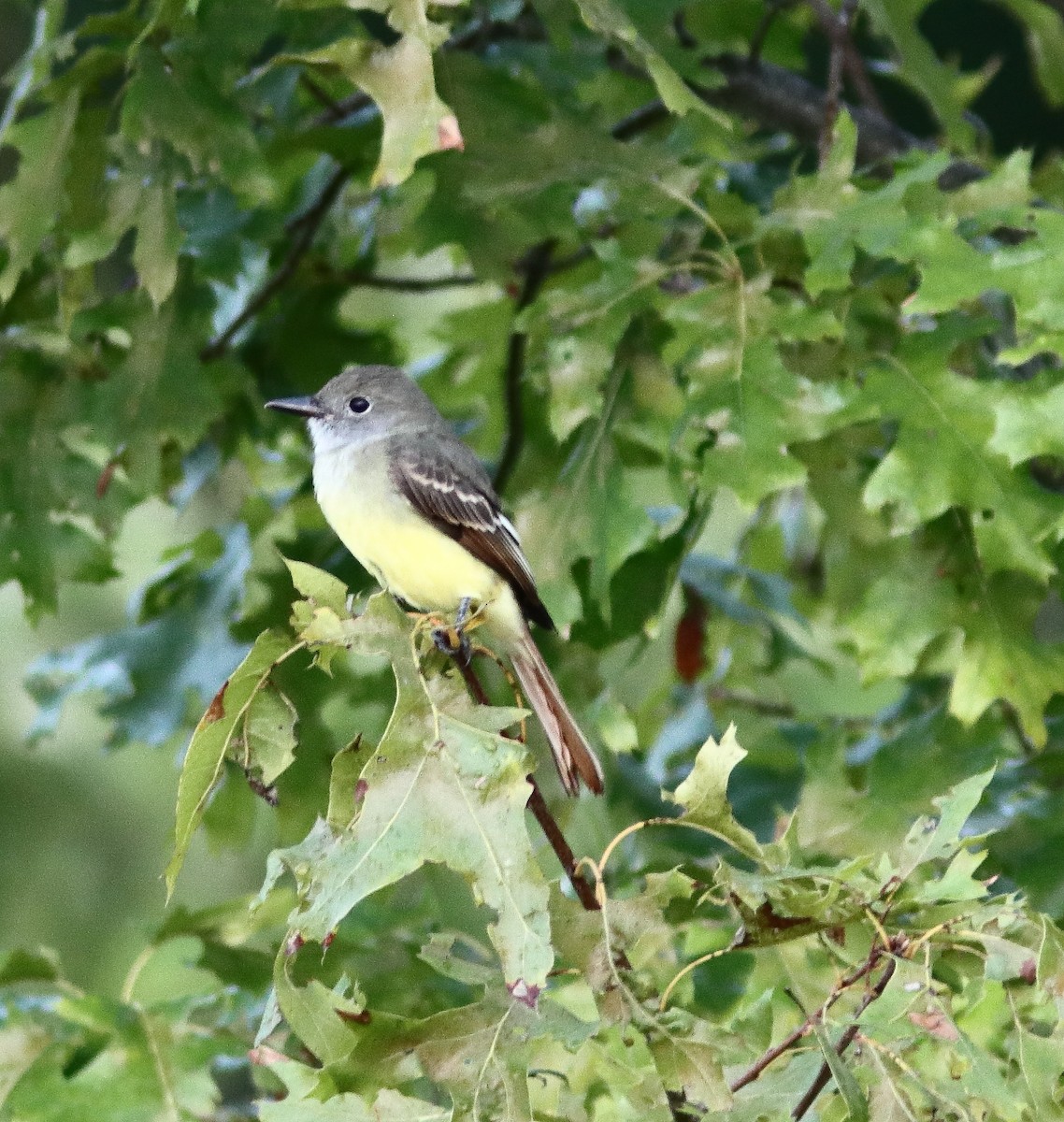 Great Crested Flycatcher - ML623407460