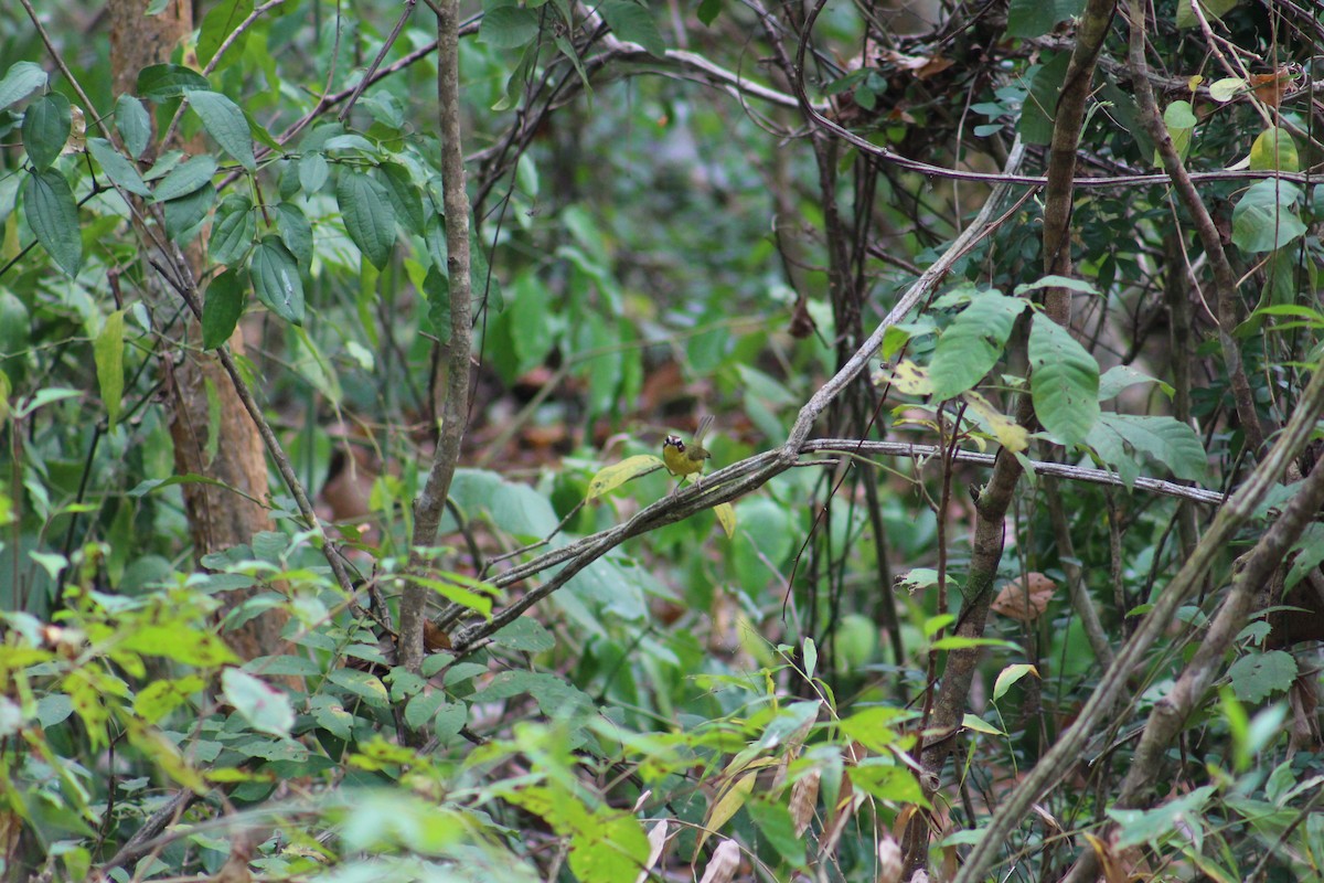 Chestnut-capped Warbler - ML623407462