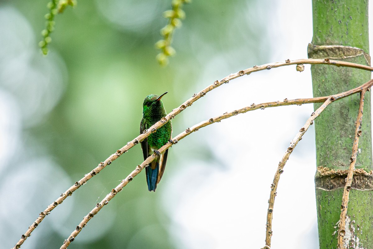 Copper-rumped Hummingbird - ML623407489