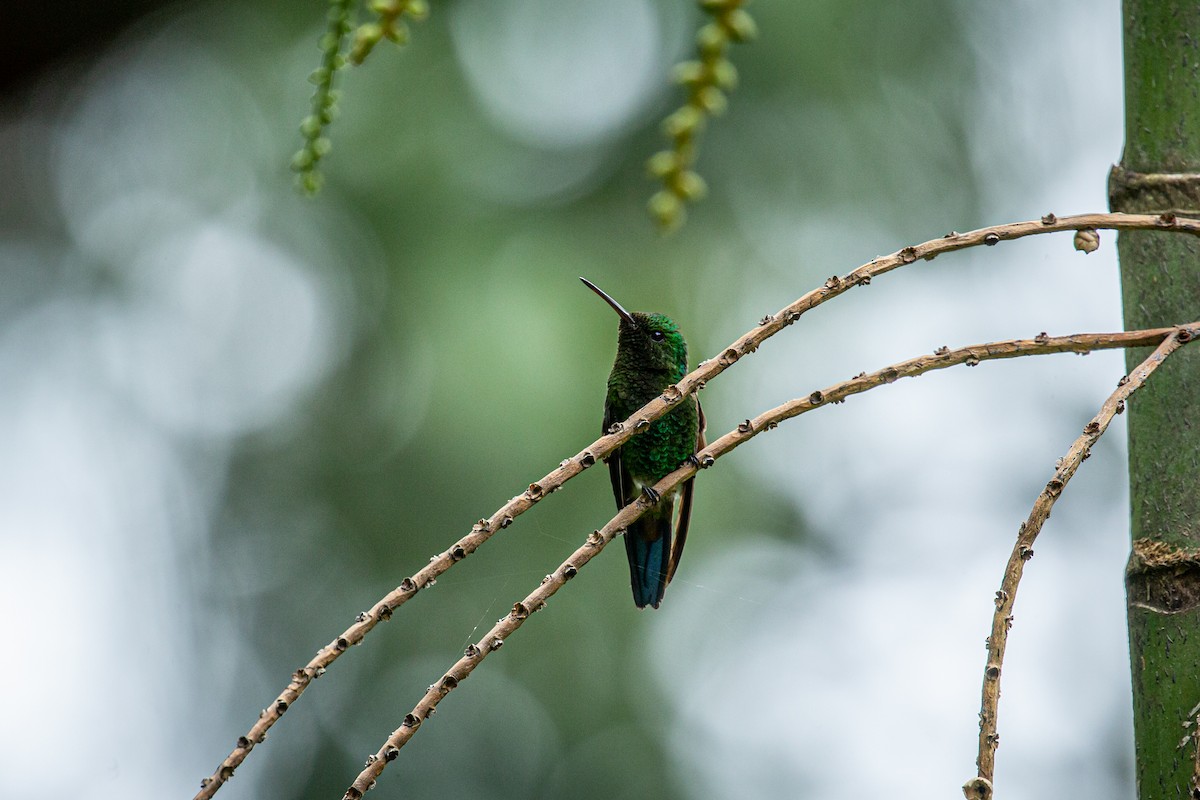 Copper-rumped Hummingbird - ML623407490