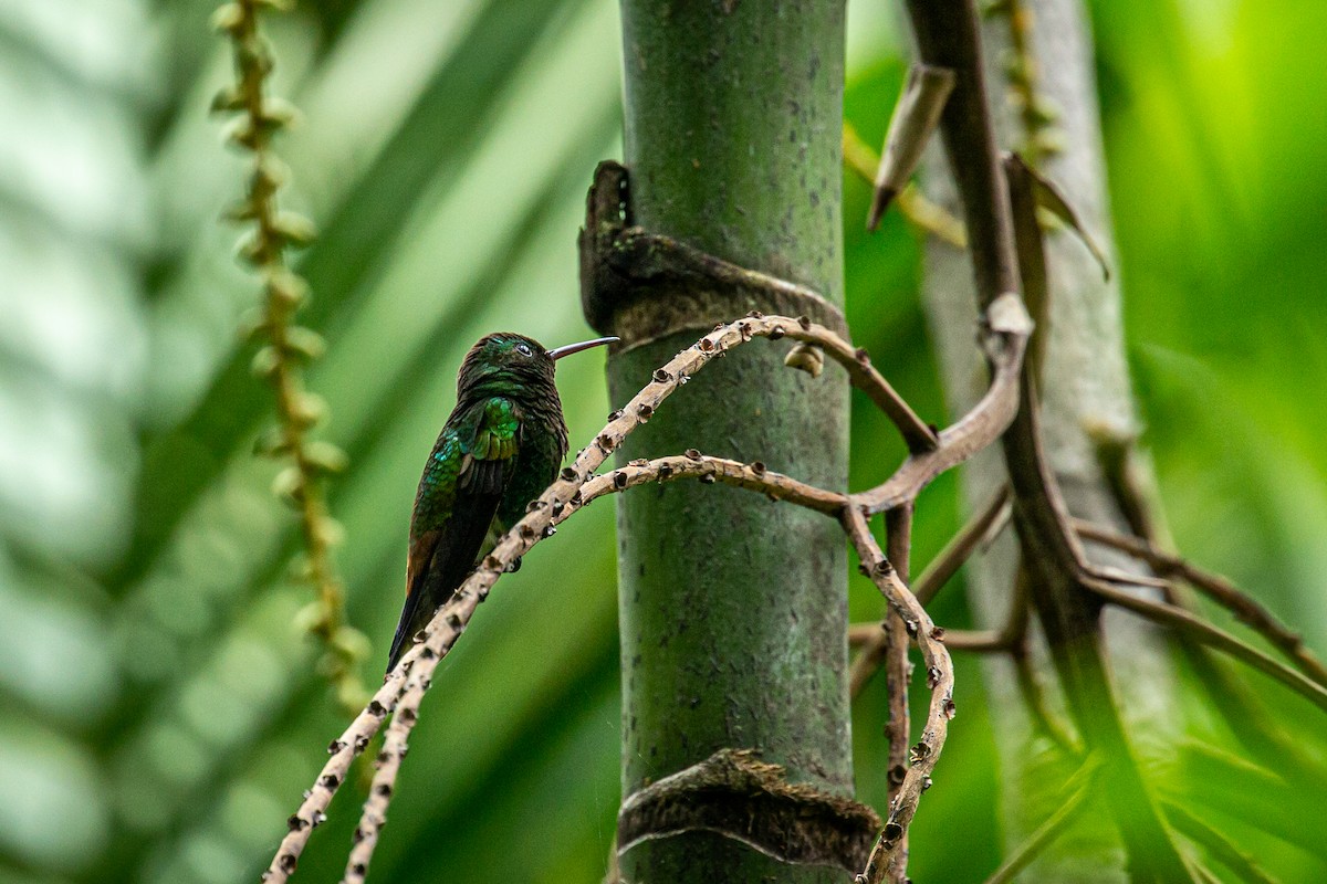 Copper-rumped Hummingbird - ML623407491