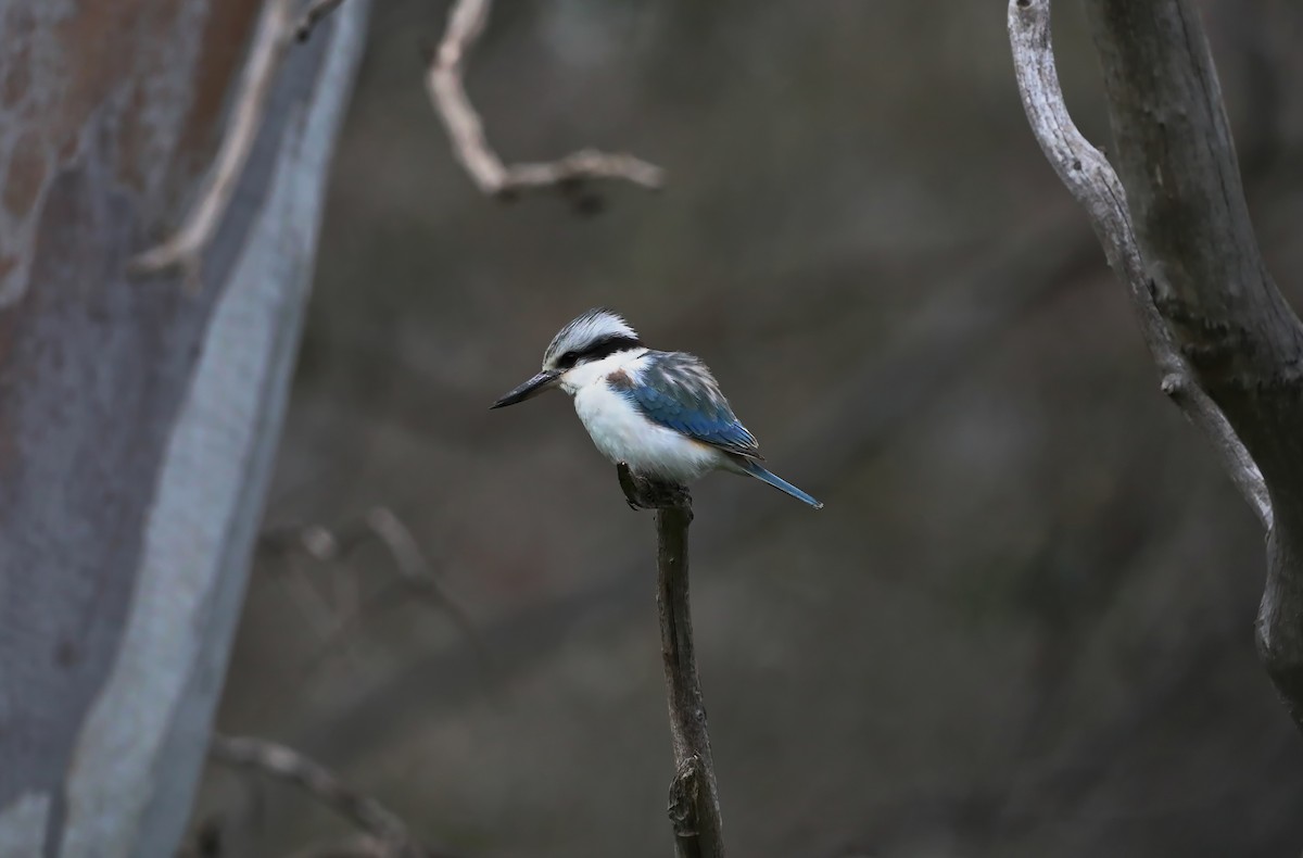 Red-backed Kingfisher - ML623407525