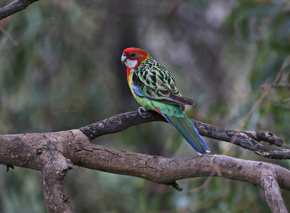 Eastern Rosella - ML623407529