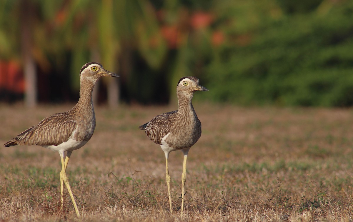 Double-striped Thick-knee - ML623407546