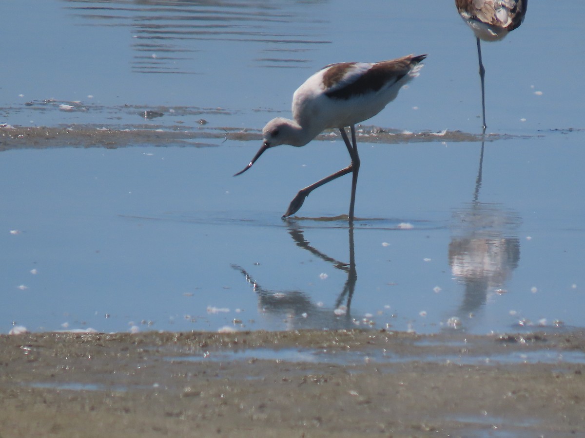 Avoceta Americana - ML623407568