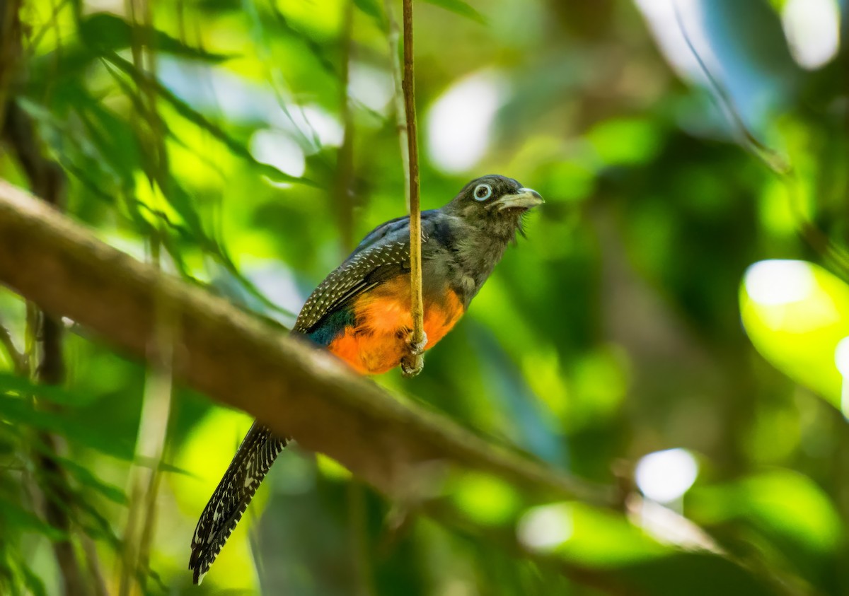 Trogon de Baird - ML623407632