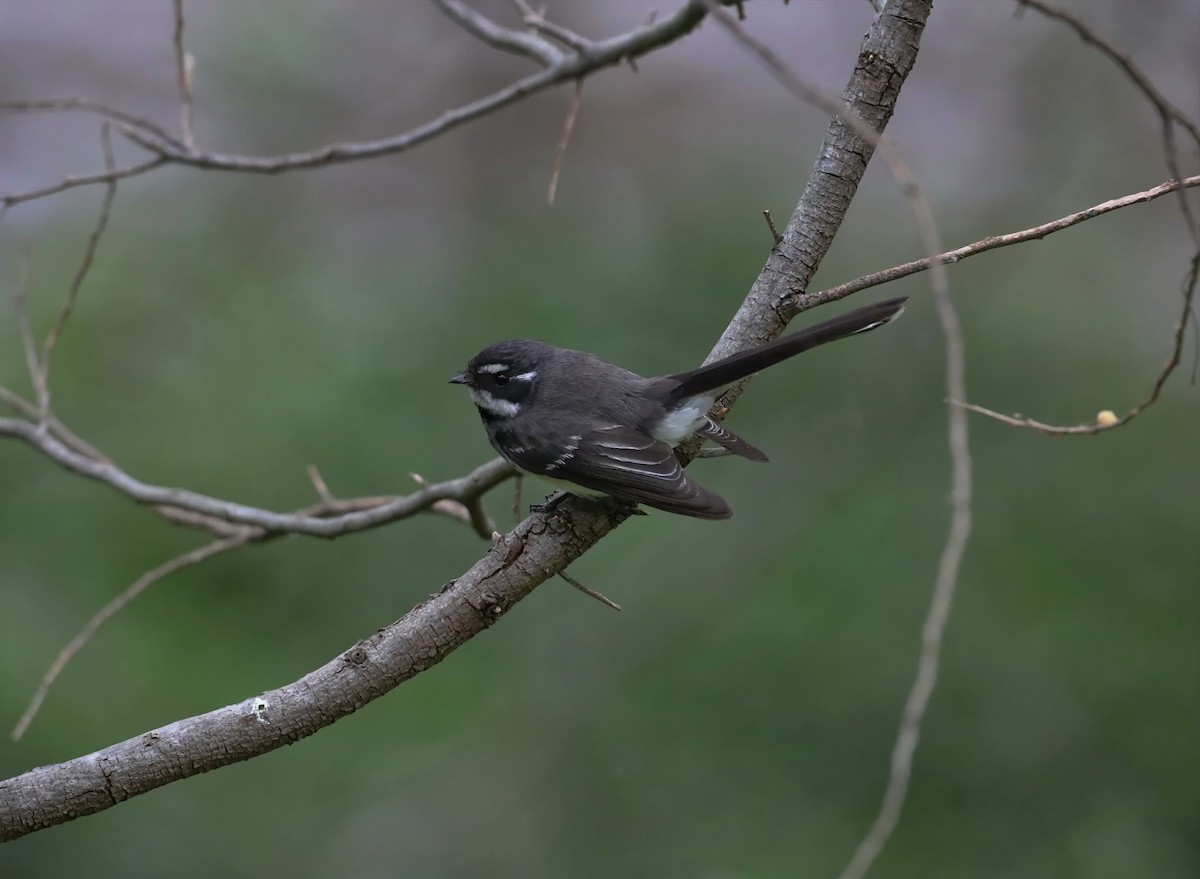 Gray Fantail - ML623407653