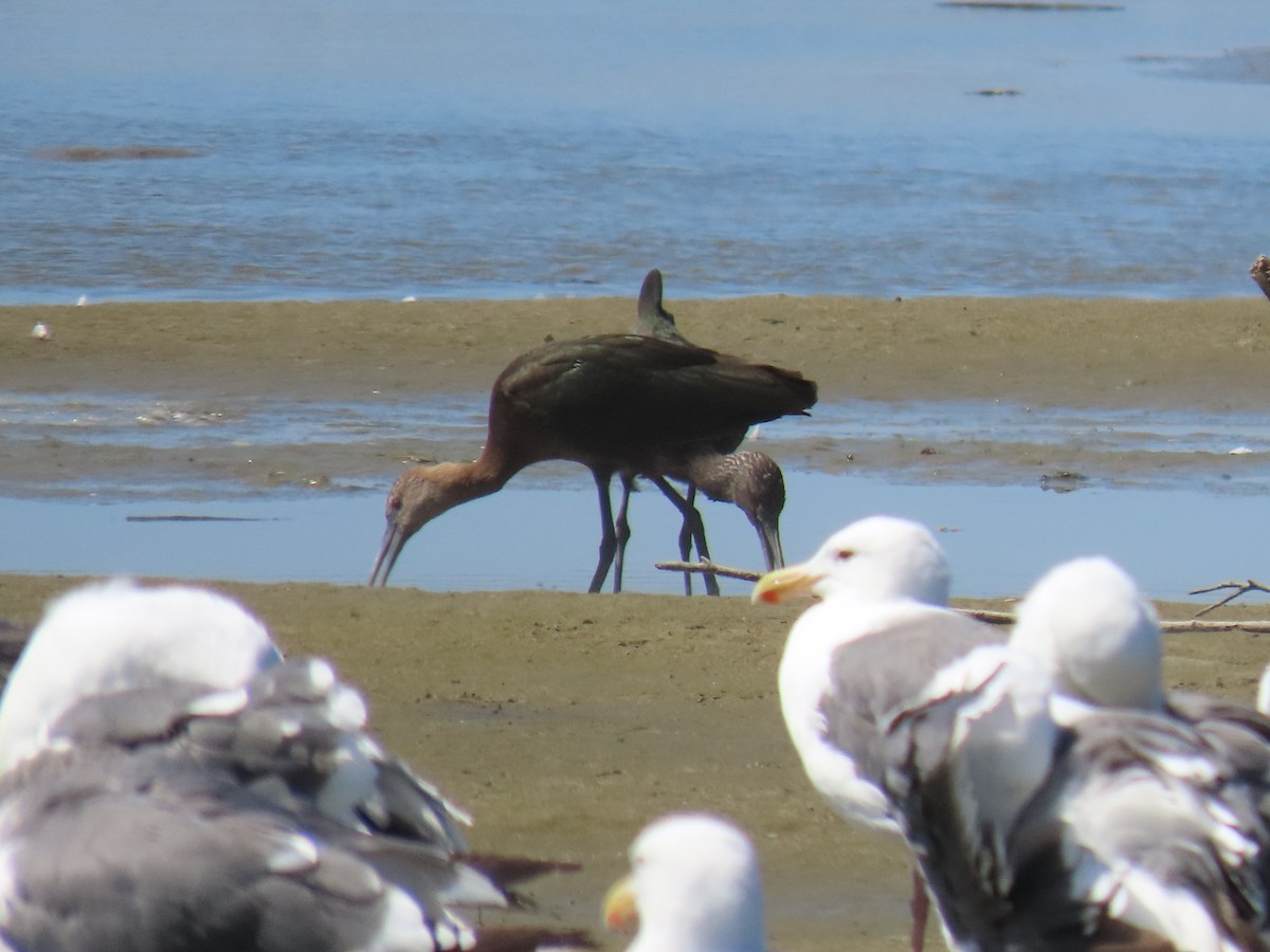 White-faced Ibis - ML623407655