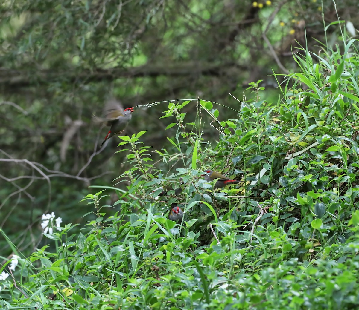 Red-browed Firetail - ML623407670