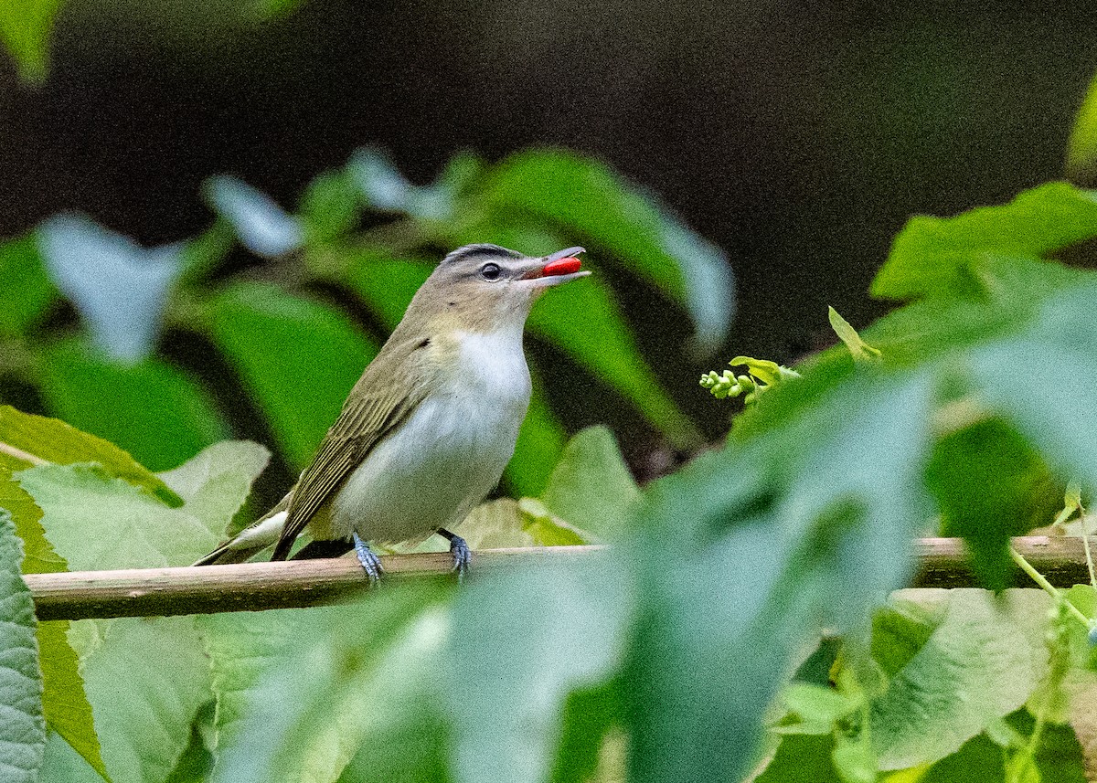 Red-eyed Vireo - ML623407699