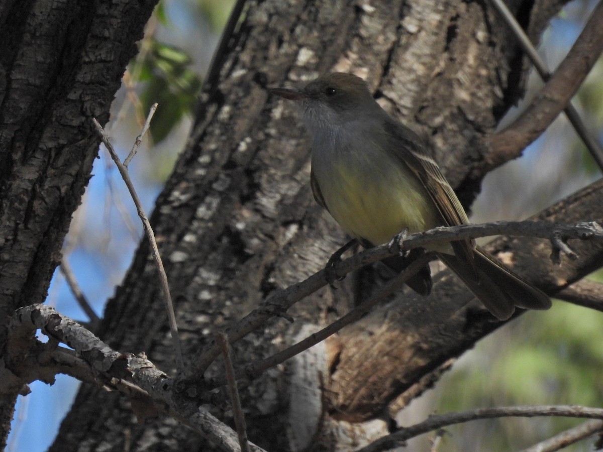 Swainson's Flycatcher - ML623407756