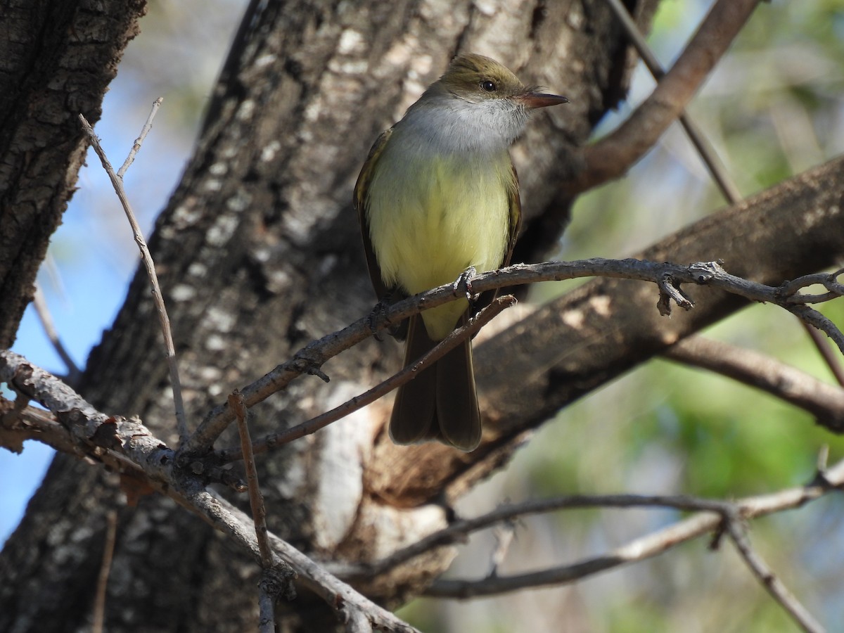 Swainson's Flycatcher - ML623407771