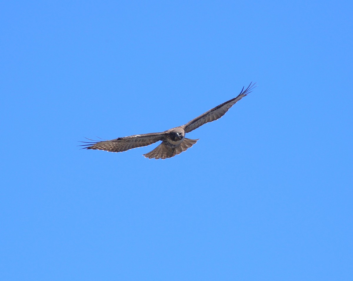 Red-tailed Hawk - ML623407819