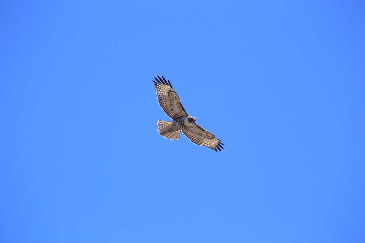 Red-tailed Hawk - ML623407822