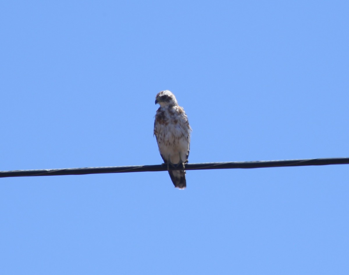 Broad-winged Hawk - ML623407824