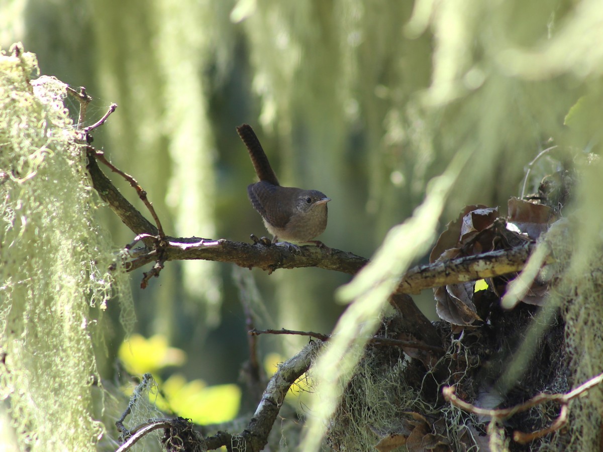 House Wren - ML623407828