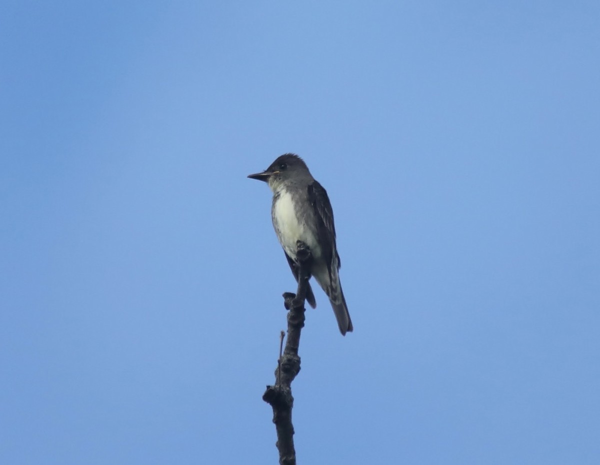 Olive-sided Flycatcher - Ruth Smith