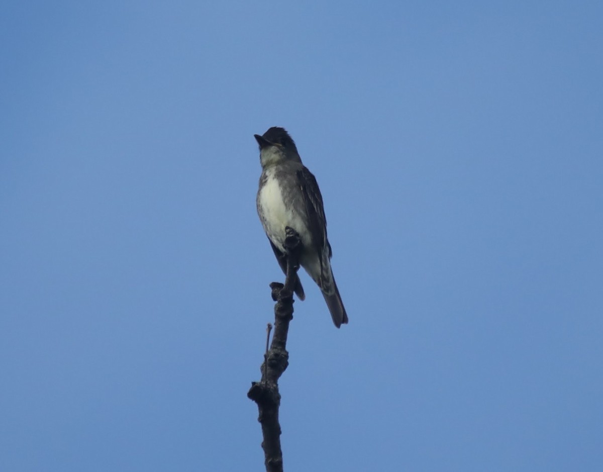 Olive-sided Flycatcher - ML623407832